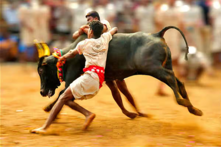 ತಮಿಳುನಾಡಿನ ಮಧುರೈನಲ್ಲಿ ಮಂಜುವಿರಟ್ಟು ಕ್ರೀಡೆ ವೇಳೆ ದುರಂತ: ಇಬ್ಬರ ಸಾವು, ಸಂಭ್ರಮದ ನಡುವೆ ಆವರಿಸಿದ ಶೋಕ